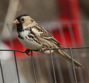 Harris's Sparrow