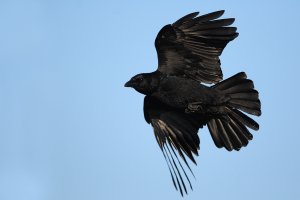 Carrion crow II