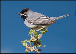 Rppell's Warbler