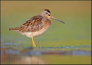 Short-billed Dowitcher