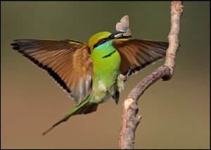 Little Green Bee-eater