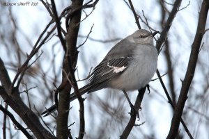 Northern Mockingbird