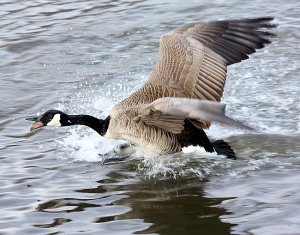 All Clear To Land