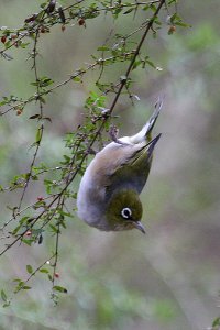 Silvereye