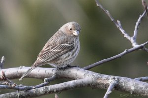 House Finch