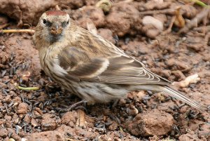 Lesser Redpoll