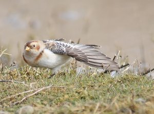 Snow Bunting