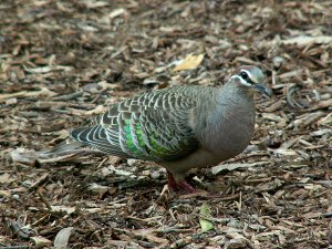 Common Bronzewing