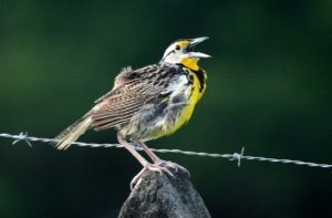 Eastern Meadowlark