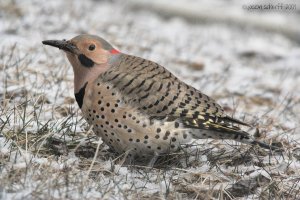 Northern Flicker