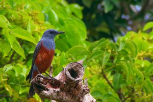 Blue Rock Thrush