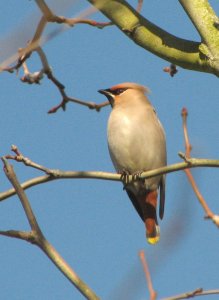 Waxwing Beauty