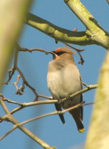 And Another Waxwing