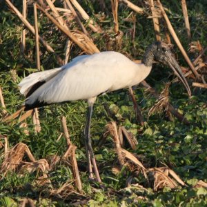 Wood Stork