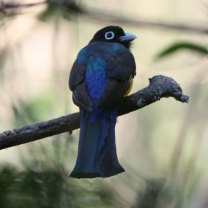 Black-Headed Trogon