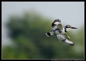 Pied Kingfisher