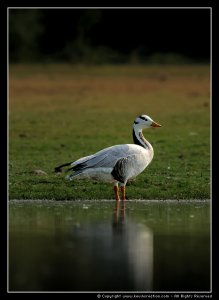 Bar Headed Goose