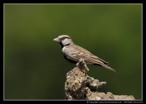 Ashy Crown Sparrow Lark