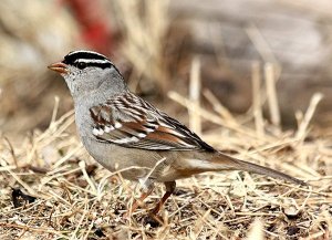 White Crowned Sparrow