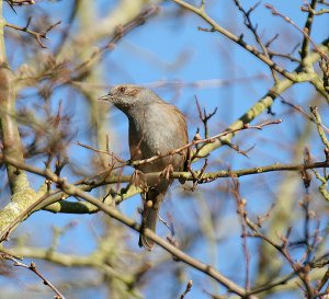 Dunnock