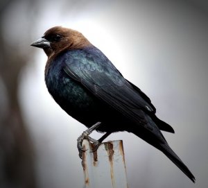 Brown-headed Cowbird