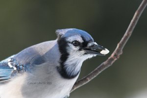 Cyanocitta cristata