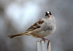 White Crowned Sparrow (male)