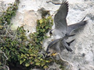 Amorous Peregrines