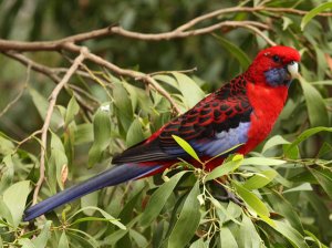 Crimson Rosella