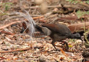 Superb Lyrebird