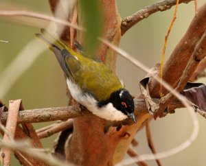 White-naped Honeyeater