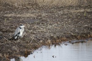 Grey Heron