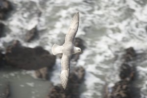 Fulmar