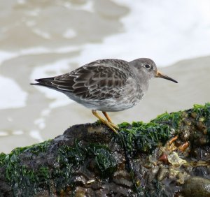 Purple Sandpiper