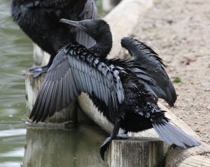 Little Black Cormorant