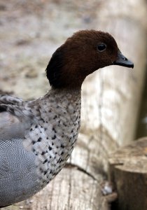 Australian Wood Duck