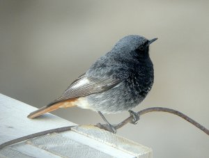 Black Redstart