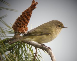 Common Chiffchaff