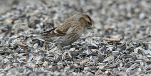 Lesser Redpoll