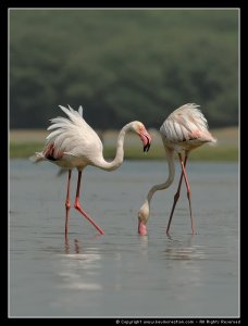 Greater Flamingo