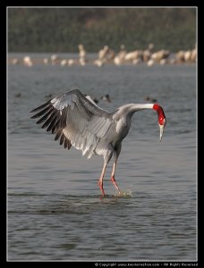 Sarus Crane