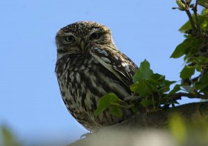 Little Owl looking at you.