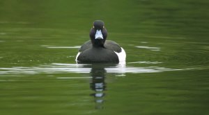 Tufted duck and reflection