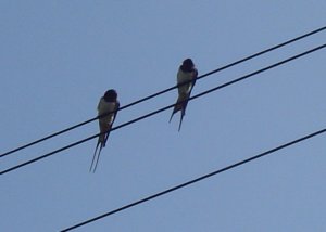 Swallows On;ine