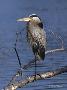 Great Blue Heron