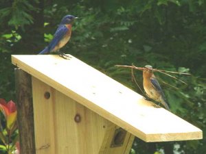 Eastern Bluebirds Nest Building