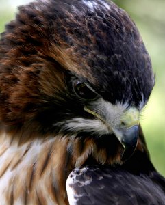 Redtail - up close