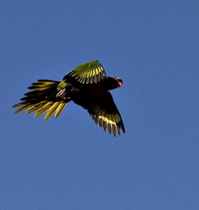 rainbow lorikeet in flight