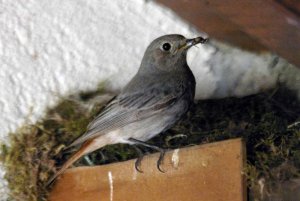 Black Redstart