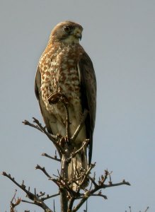 Broadwing Looking for Dinner